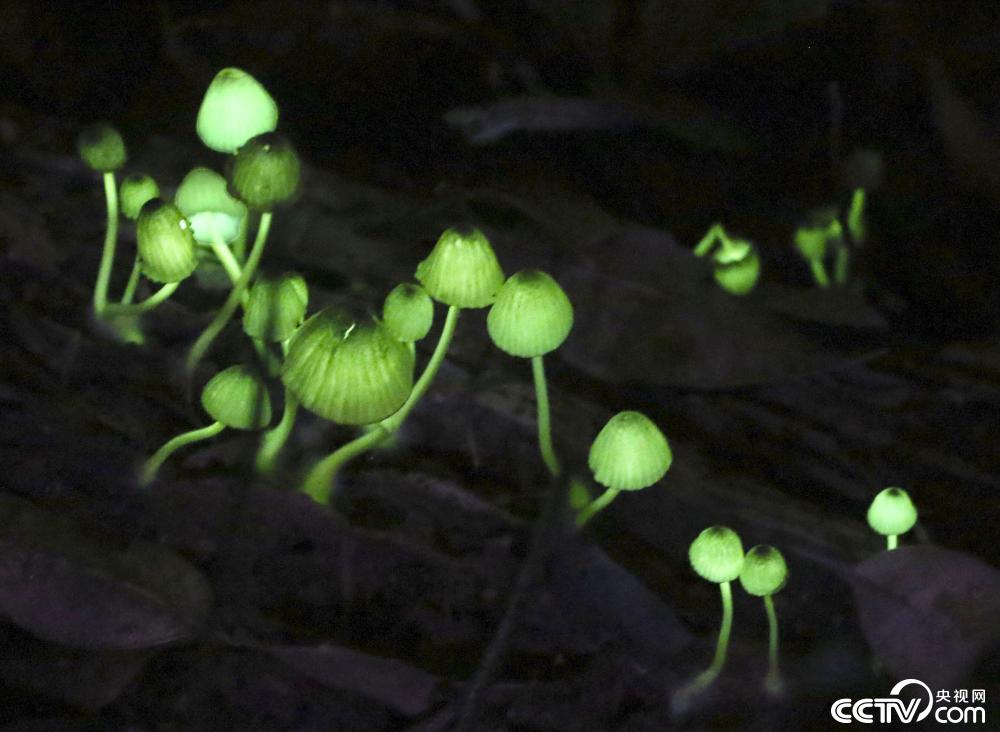 日本和歌山现"绿光蘑菇"
