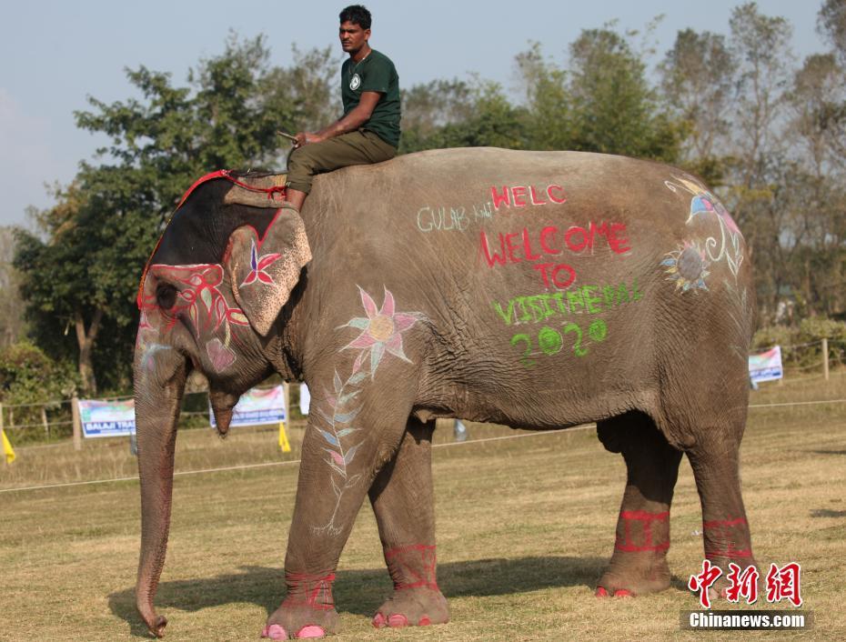 缤纷多彩的尼泊尔大象节