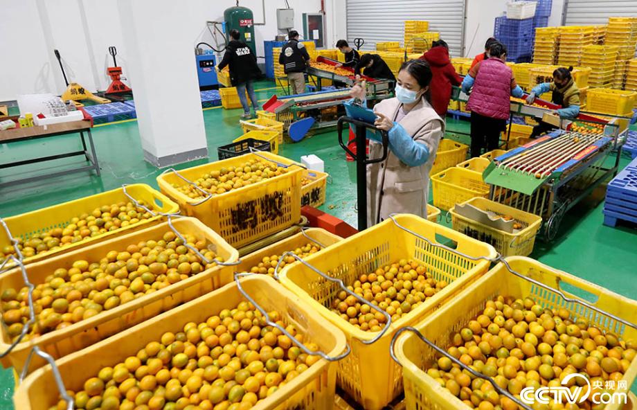 金桔电商企业复工保增收