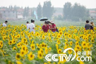 山东济南 向日葵花海引客来 新闻 央视网 Cctv Com