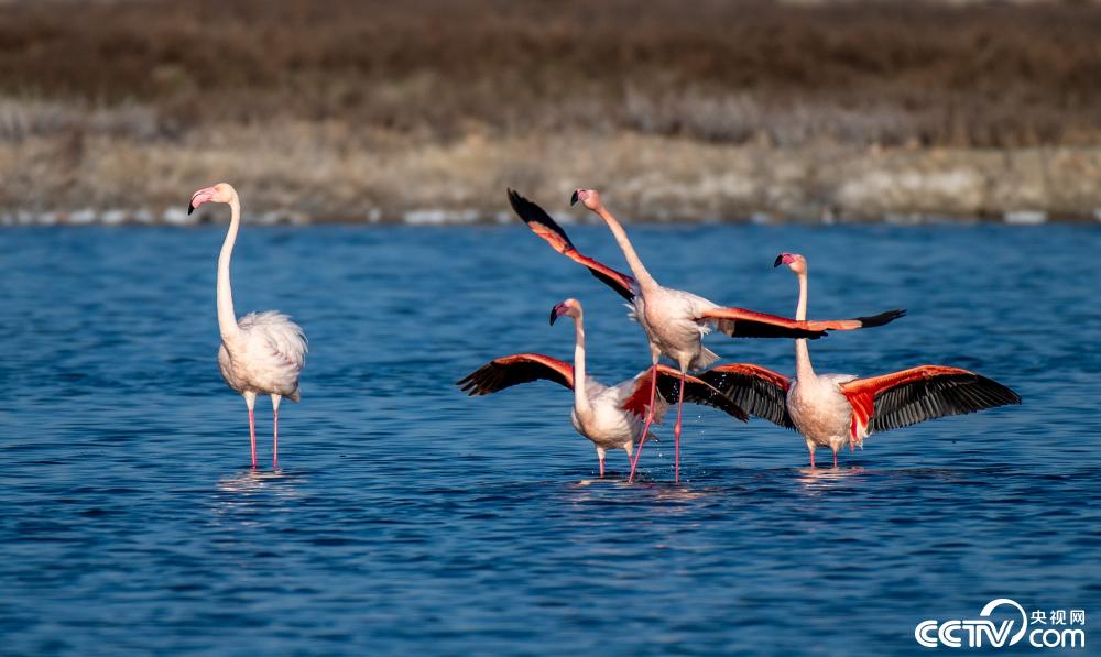 山西运城:火烈鸟盐湖舞翩跹