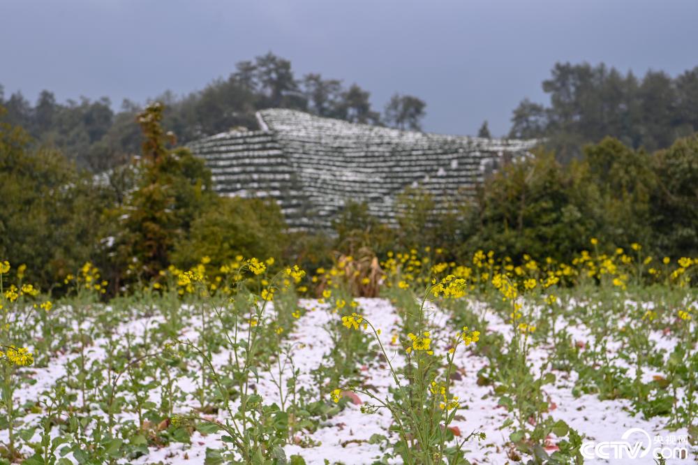 浙江 油菜花凌寒绽放 新闻 央视网 Cctv Com