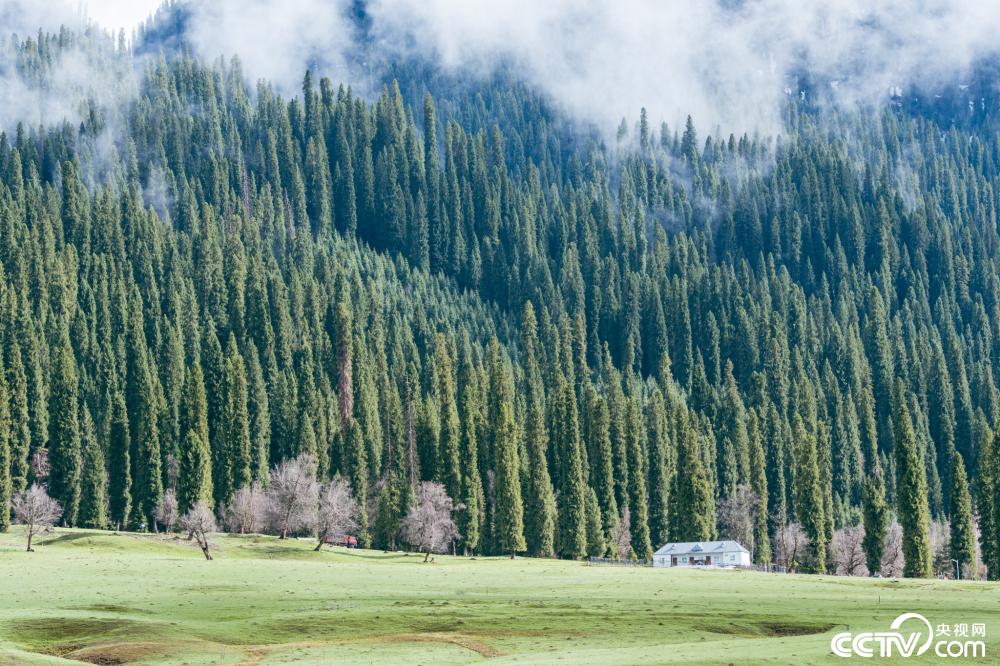 新疆伊犁库尔德宁国家自然保护区云杉茂密