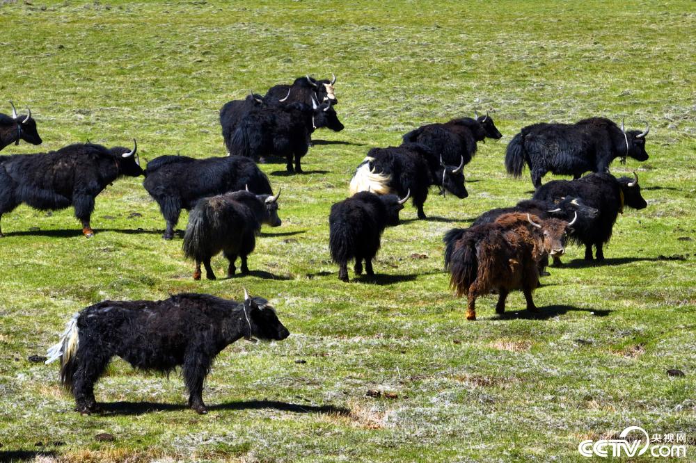 四川甘孜:草原绿草如茵 成群牦牛奔腾_新闻_央视网(cctv.com)
