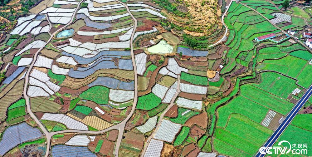 浙江台州田地五彩斑斓如同调色板