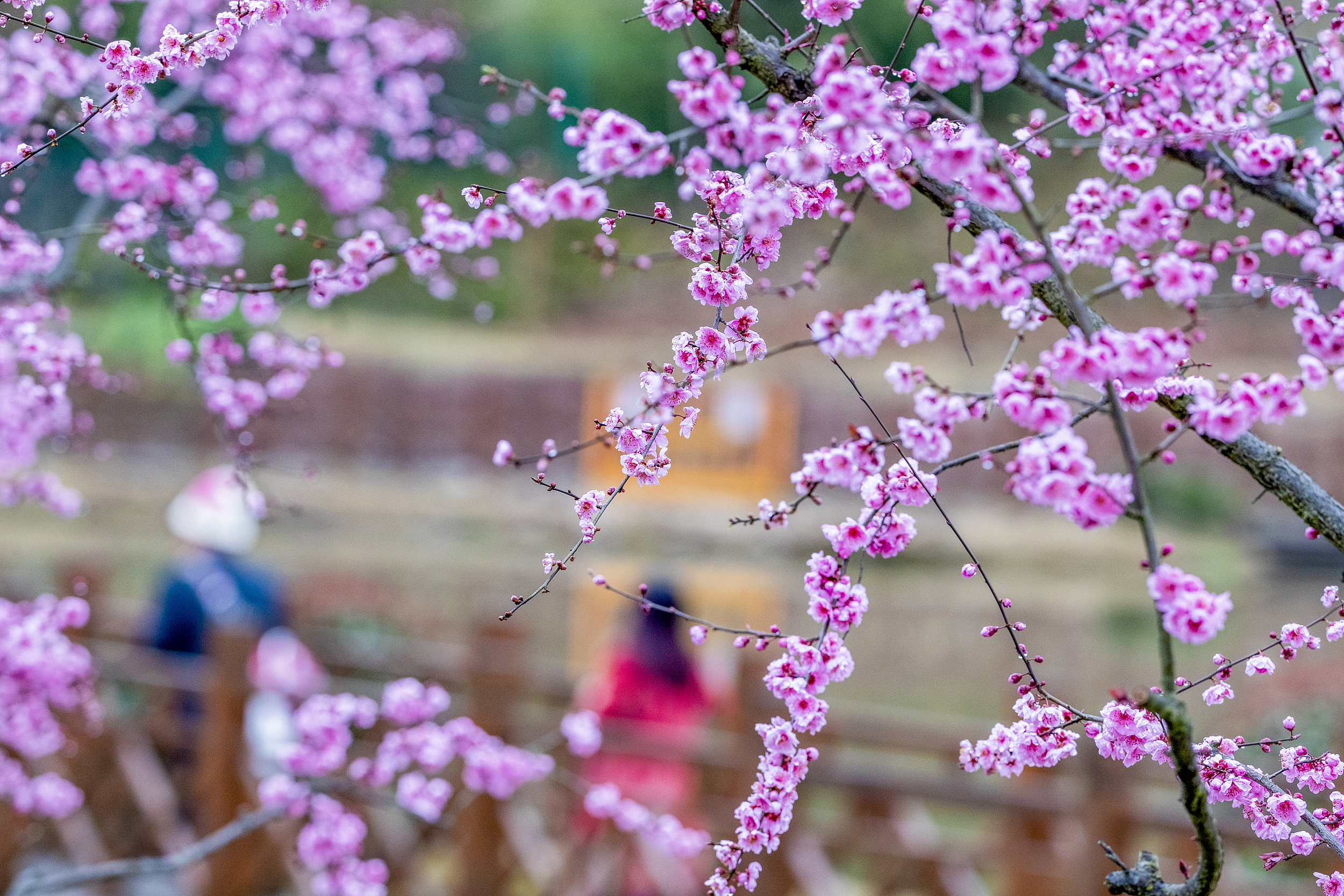 优享资讯 雨中梅