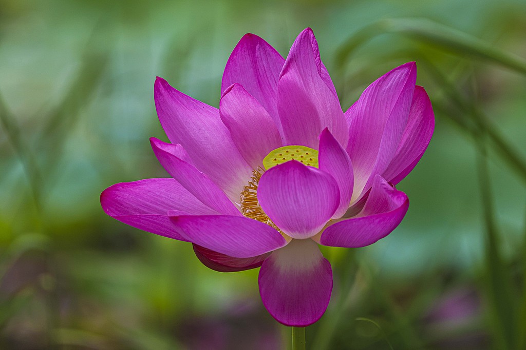 山东胶州：荷花竞艳 碧叶婆娑