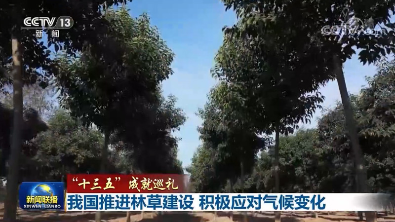 【“十三五”成就巡礼】我国推进林草建设 积极应对气候变化