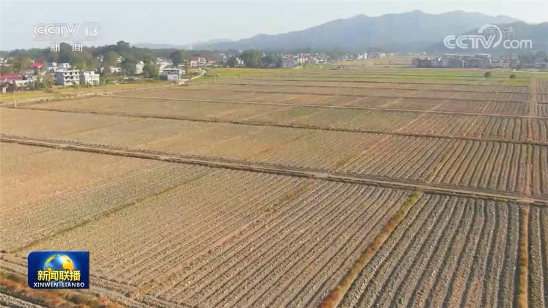 全国冬小麦播种过九成 面积有望保持稳定