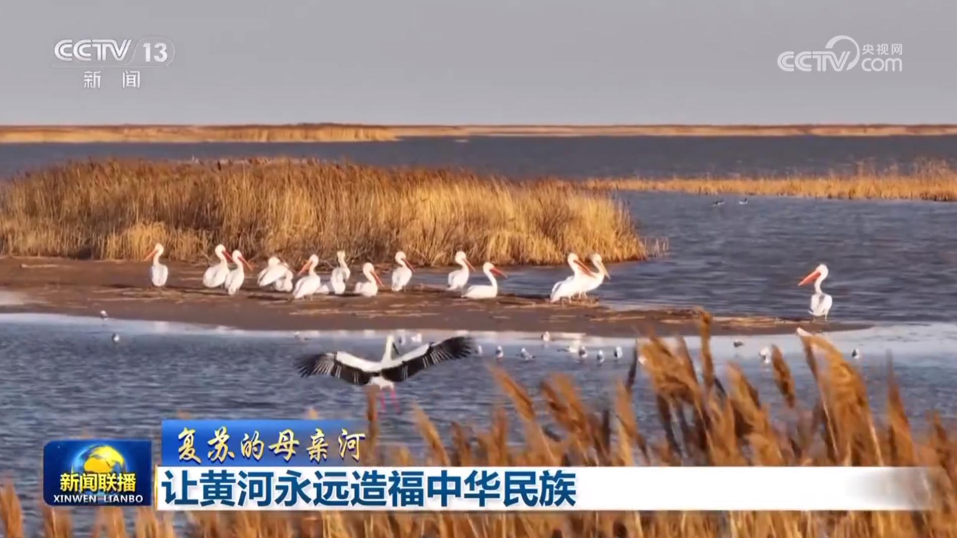 【复苏的母亲河】让黄河永远造福中华民族