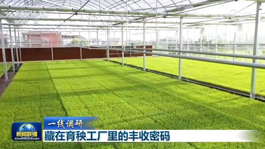 【一线调研】藏在育秧工厂里的丰收密码