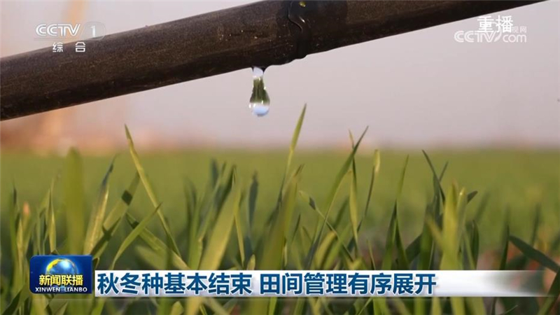 秋冬种基本结束 田间管理有序展开