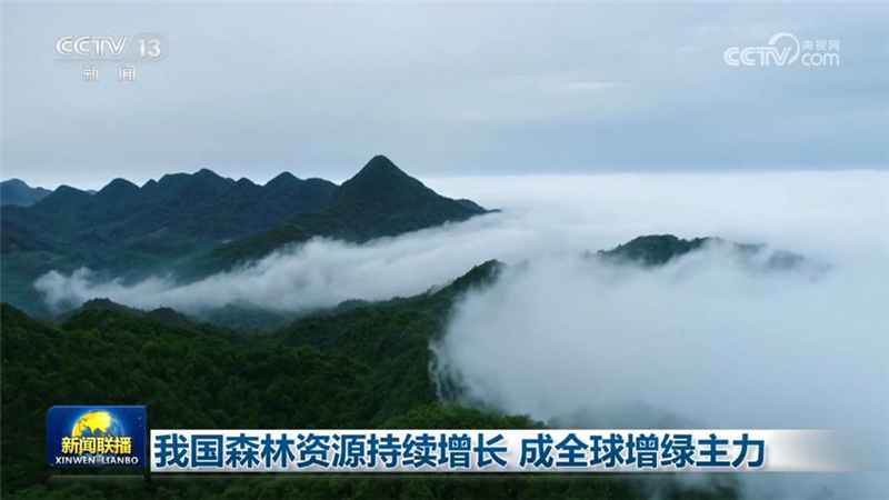 我国森林资源持续增长 成全球增绿主力