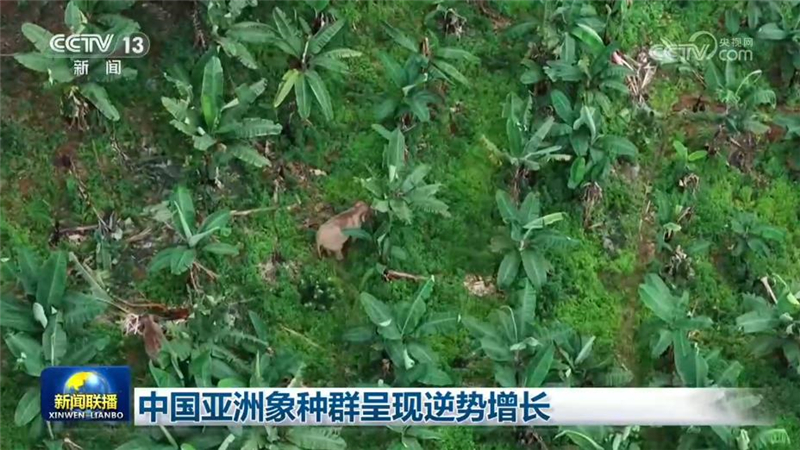 中国亚洲象种群呈现逆势增长