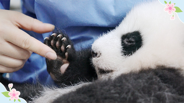 《精彩一刻》能挠熊猫宝宝手掌心的人,是我们嫉妒的人