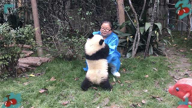 精彩一刻熊貓芝麻想要飼養員擁抱