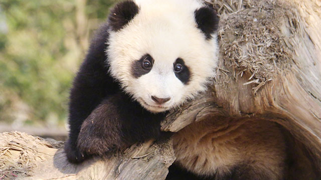 ipanda熊猫频道_熊猫频道