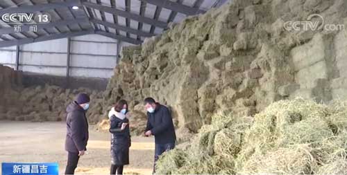 新疆昌吉：饲草料充足 牲畜越冬有保障