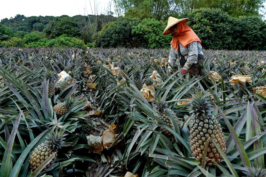 Why Does Chinese Mainland Suspend Pineapple Imports From Taiwan Region 英语频道 央视网 Cctv Com