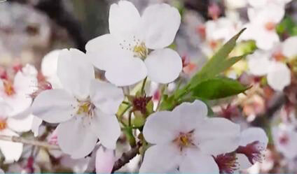 日本疫情下樱花季依旧冷清 经济受严重影响