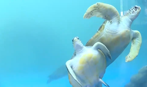 今年首只海龟上岸产卵！珍贵画面曝光