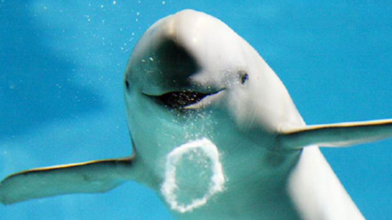 微笑天使长江江豚现身湖北潜江