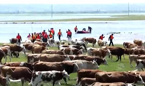 内蒙古300多头牛被困河边 警民联手成功转移