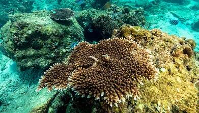 17日报道,美国科学家首次在鹿角杯形珊瑚和星海葵体内发现了免疫细胞