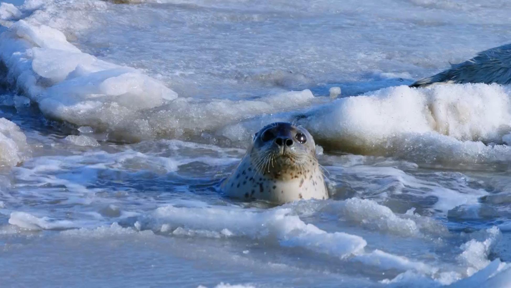 babysealsfirstadventure