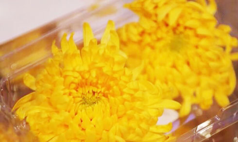 槐花 玫瑰花等食用花 上新 江苏南京 春日鲜花正当 食 三农频道 央视网 Cctv Com