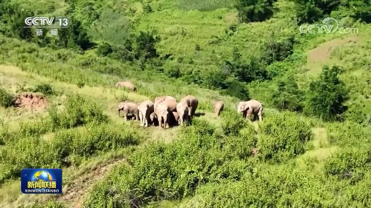 我国亚洲象种群保护和栖息地建设取得新进展