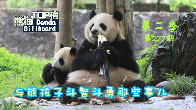 人気ショップが最安値挑戦 金華山PANDAとこぱんだ 様専用ページです 