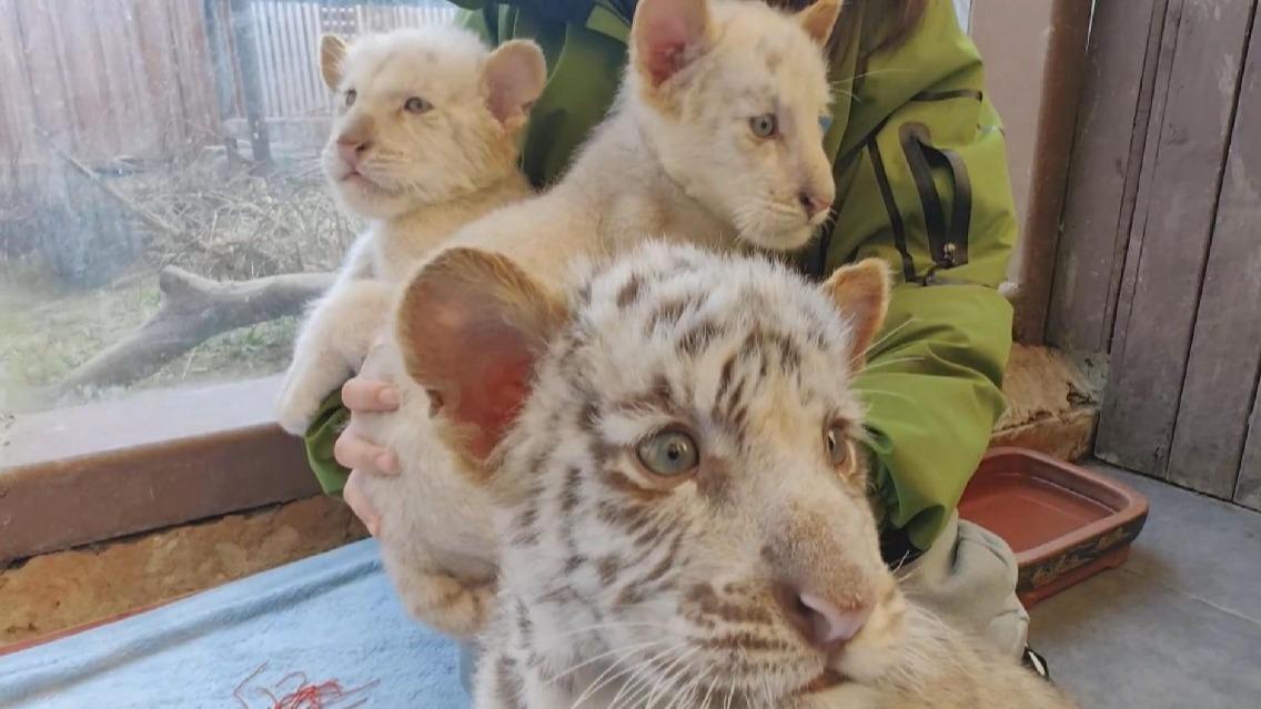 Rare white tiger triplets meet public in east China safari park