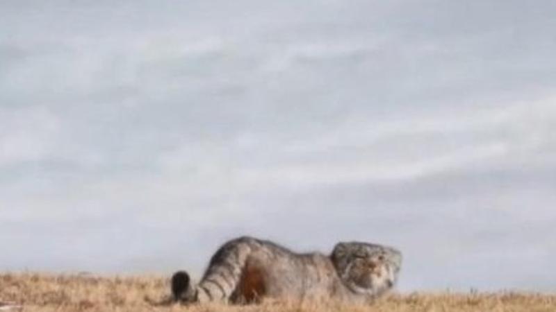 Four snow leopards appeared together in Dulan, China's Qinghai Province