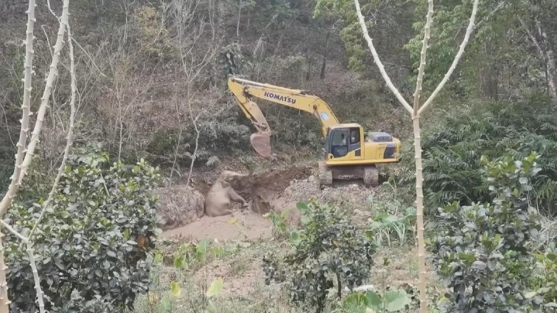 Asian elephant stuck in mud rescued in Yunnan