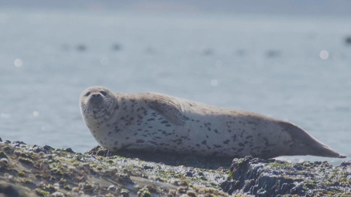 Large number of spotted seals seen sunbathing on reefs in Shandong