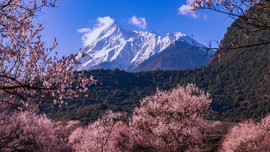 Peach blossoms blooming in SW China's Tibet