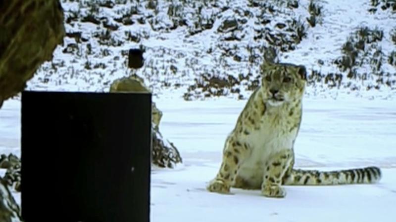 A snow leopard sees itself in the mirror in NW China