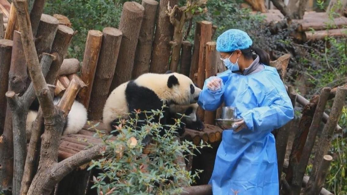 Infatuated giant panda cub can't bear to let favorite keeper go