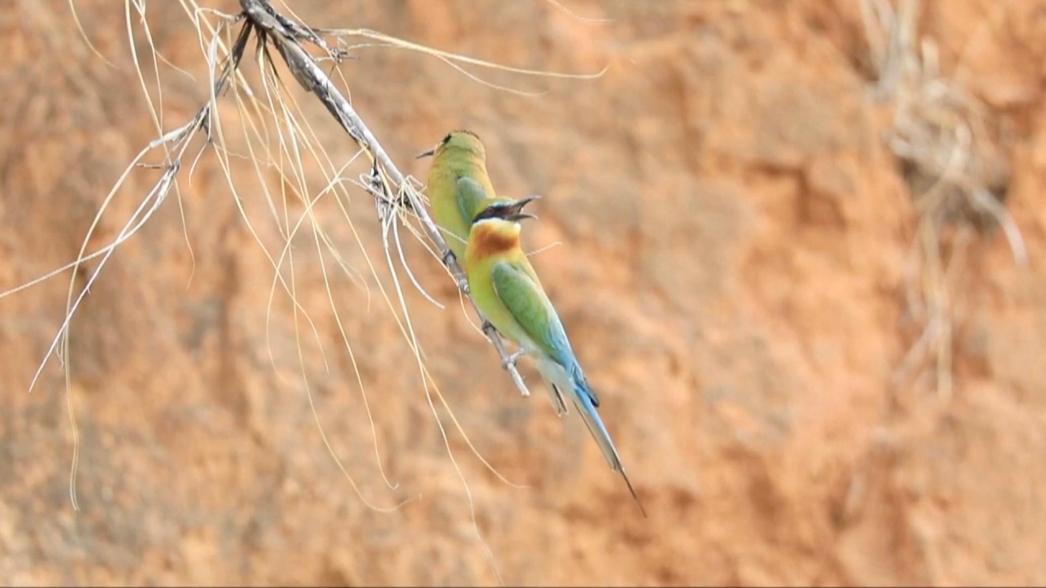 Rare bee-eater birds spotted in Yunnan