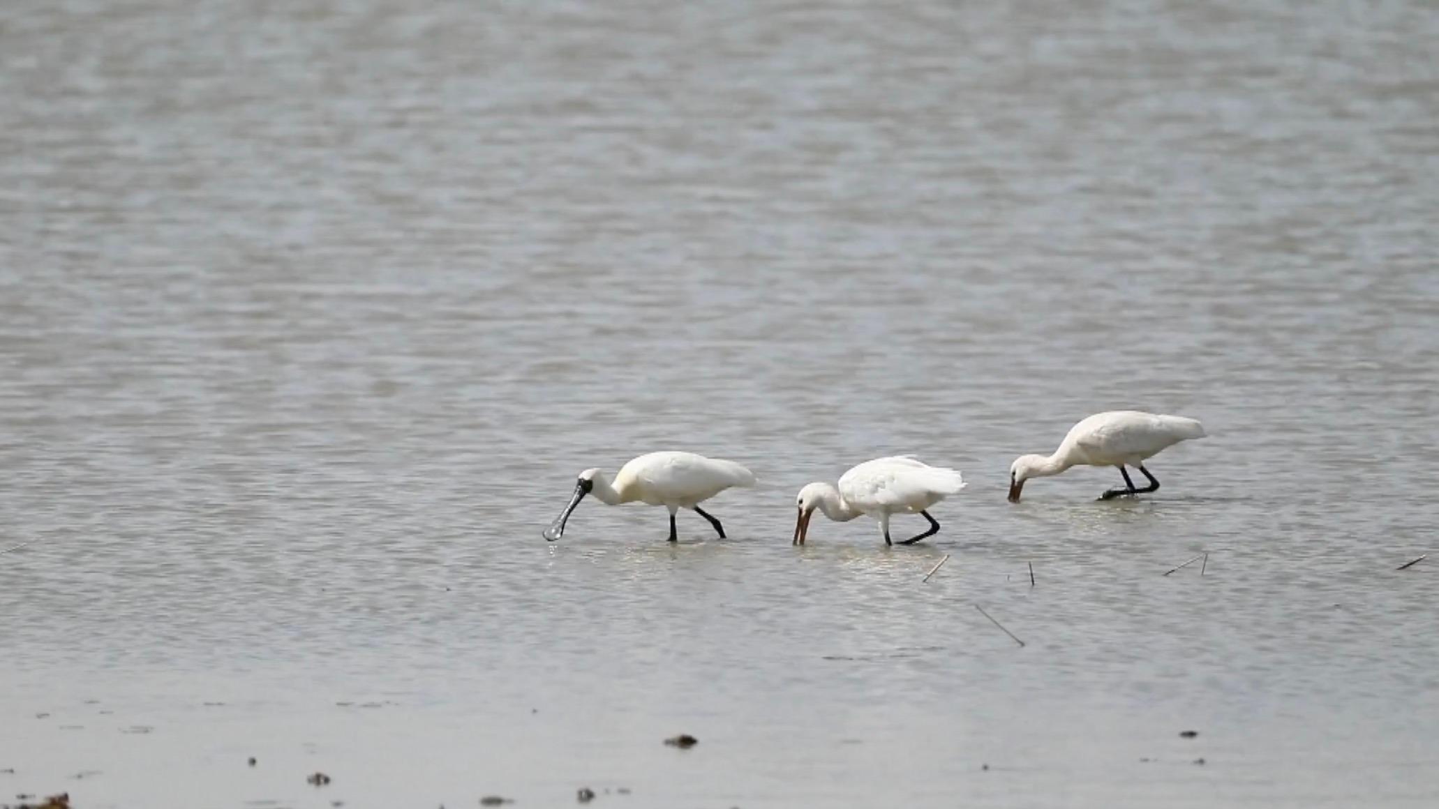 Endangered black-faced spoonbill spotted in Tianjin