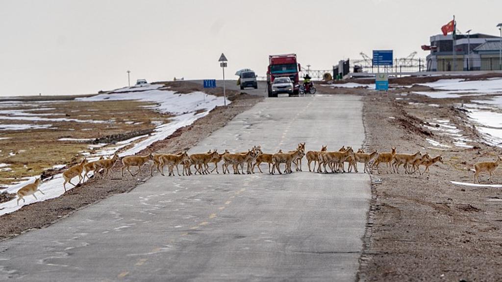 Traffic control set up for Tibetan antelopes migration
