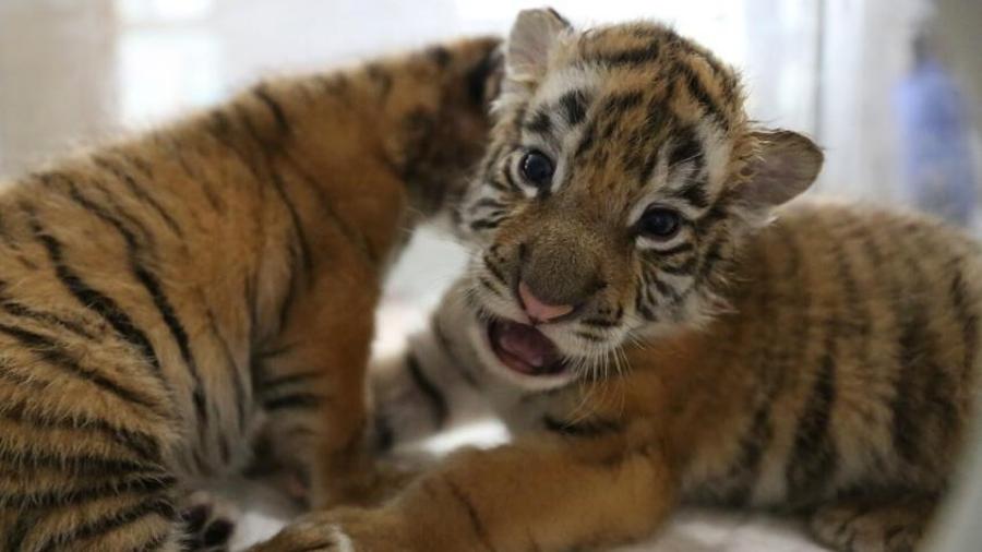17 Siberian tigers born in Heilongjiang Breeding center