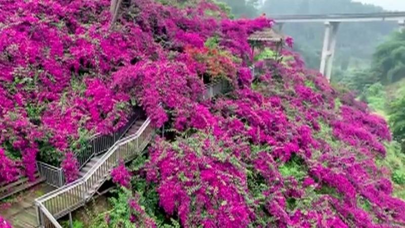 Stunning 'flower waterfall' attracts tourists in SW China