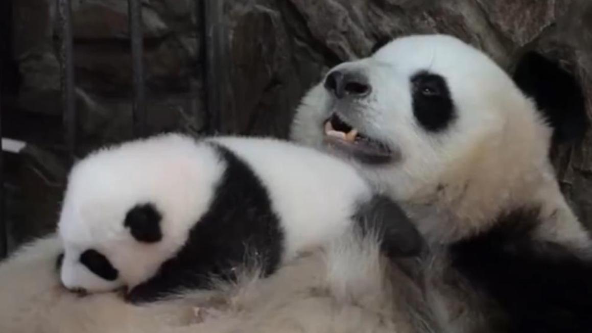 Mother panda uses tummy as cradle