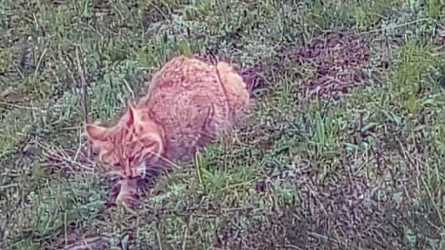 Rare footage of a Chinese mountain cat hunting for prey captured in NW China