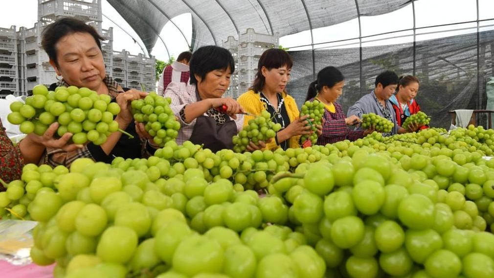 6th Chinese farmers' harvest festival observed across China