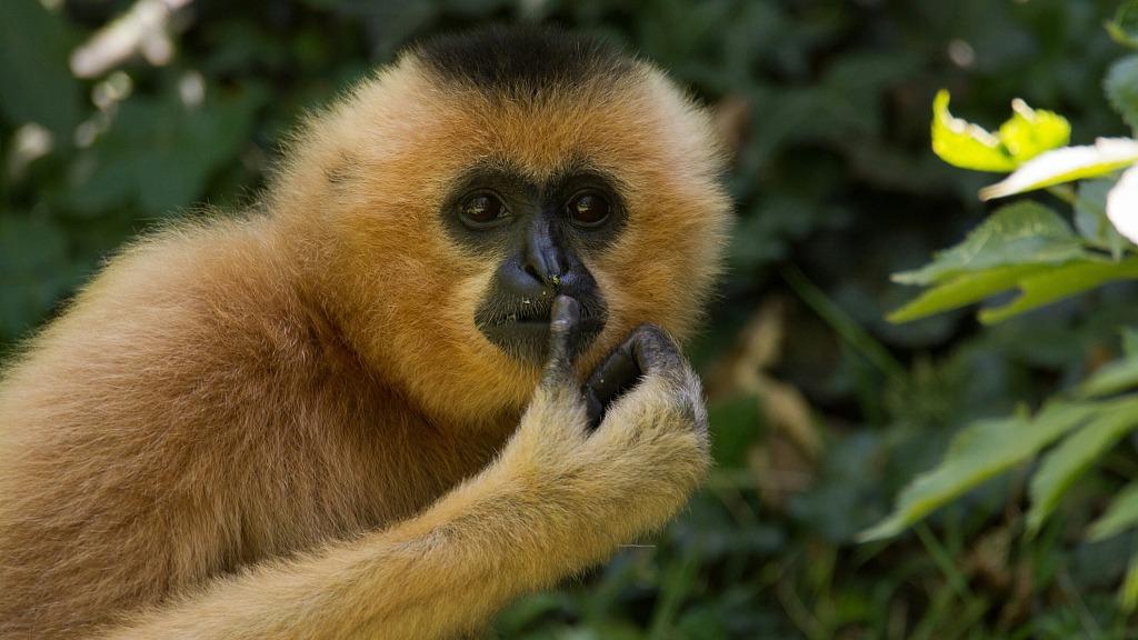 Young gibbon's leap to independence and new bonds