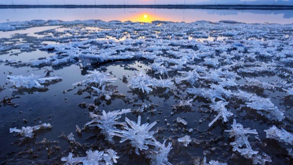 'Mirabilite flowers' blossom in N China salt lake