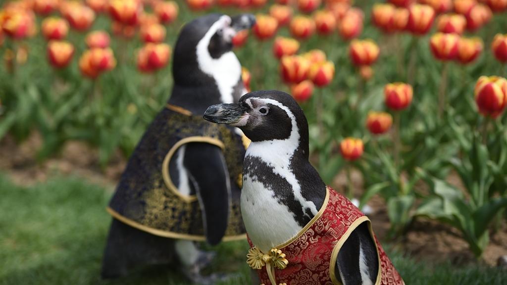 Penguins enjoy tulip blossoms in Nanjing